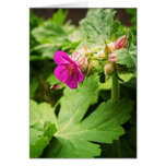 Pink Pelargonium Flower cards