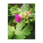 Pink Pelargonium Flower postcards