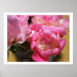 Pink Peonies in Vase Print
