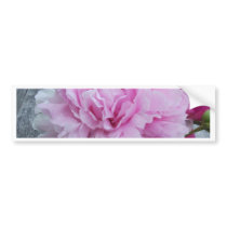 Pink Peonies / Peony