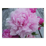 Pink Peonies / Peony Notecard