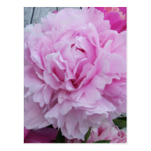 Pink Peonies / Peony Postcard