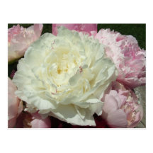 Pink Peonies / Pink Peony Postcard