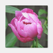Pink Peony Bloom Fridge Magnet