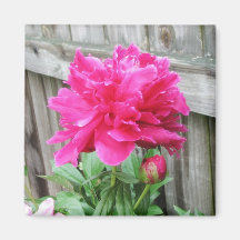 Pink Peony Bloom Fridge Magnets