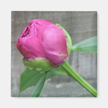 Pink Peony Bloom Magnet