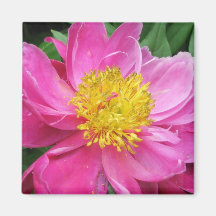 Pink Peony Bloom Magnets