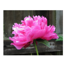 Pink Peony Bloom Post Card