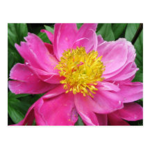 Pink Peony Bloom Post Cards