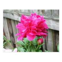 Pink Peony Bloom Post Cards