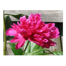 Pink Peony Bloom Postcard