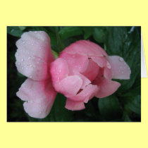 Pink Peony Bud cards