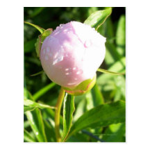 PINK PEONY BUD POST CARDS