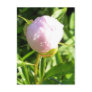 PINK PEONY BUD POST CARDS