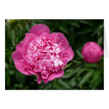 Pink Peony Card
