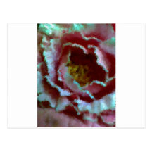Pink Peony Close Up Post Cards
