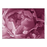 Pink Peony Closeup Card