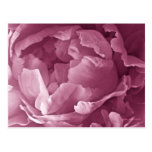 Pink Peony Closeup Post Card