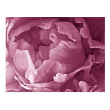 Pink Peony Closeup Post Card