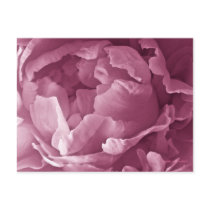 Pink Peony Closeup Post Card