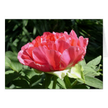Pink Peony Flower Card