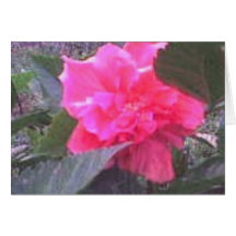 pink peony flower cards