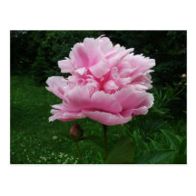 Pink Peony Gifts Postcards