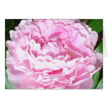 Pink Peony Greeting Card