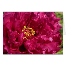 Pink Peony Greeting Card