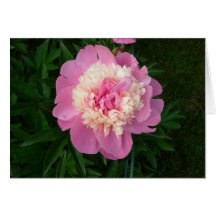 Pink Peony Greeting Card