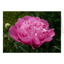 Pink Peony Greeting Cards
