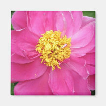 Pink Peony Magnets