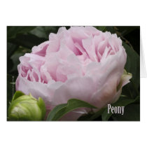 Pink Peony Photograph Cards
