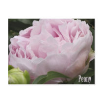 Pink Peony Photograph Postcards