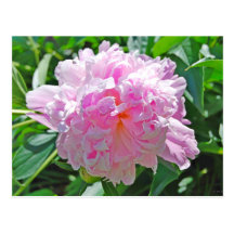 Pink Peony Post Card