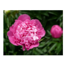 Pink Peony Post Cards