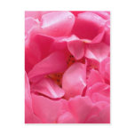 Pink Peony Postcard