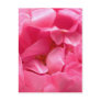 Pink Peony Postcard