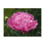 Pink Peony Postcards