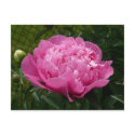Pink Peony postcards