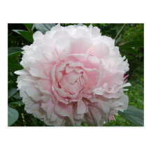 Pink Peony Postcard