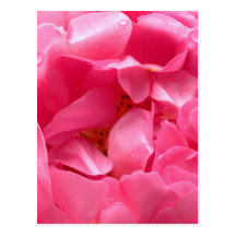 Pink Peony Postcard