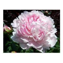 Pink Peony Postcard
