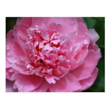 Pink Peony Postcard
