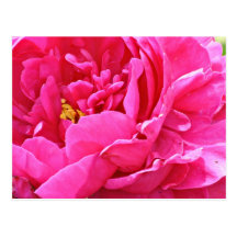 Pink Peony postcard