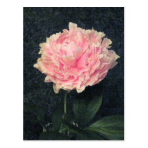 Pink Peony Postcards
