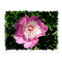 Pink Peony Postcards