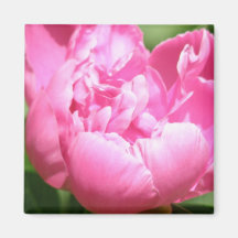 Pink Peony Square Magnet
