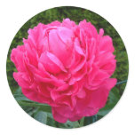 Pink Peony Sticker