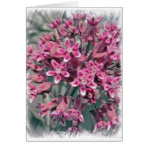 Pink Perennial Cards